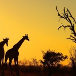 wallpapers_65973